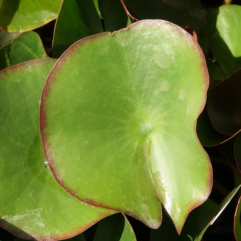 Lumme Fabiola (Lehvistö)