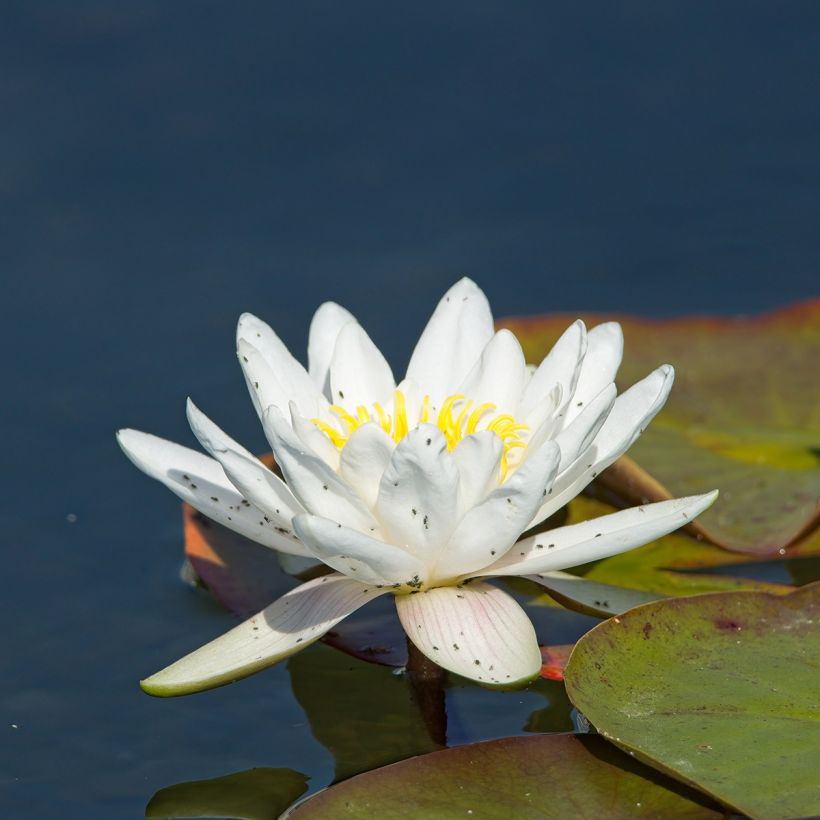 Lumme Gladstoniana (Kukinta)