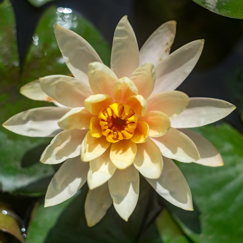 Lumme Lemon Chiffon (Kukinta)