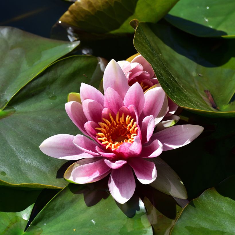 Lumme Madame Wilfron Gonnère (Pink Gonnère) (Kukinta)