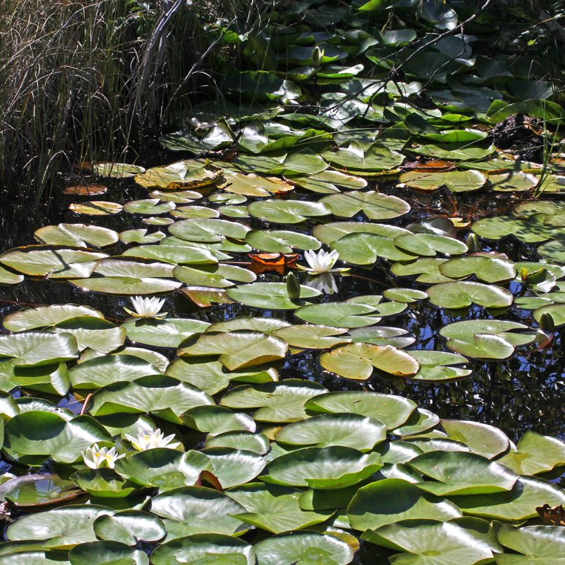 Lumme Marliacea Albida (Kasvutapa)
