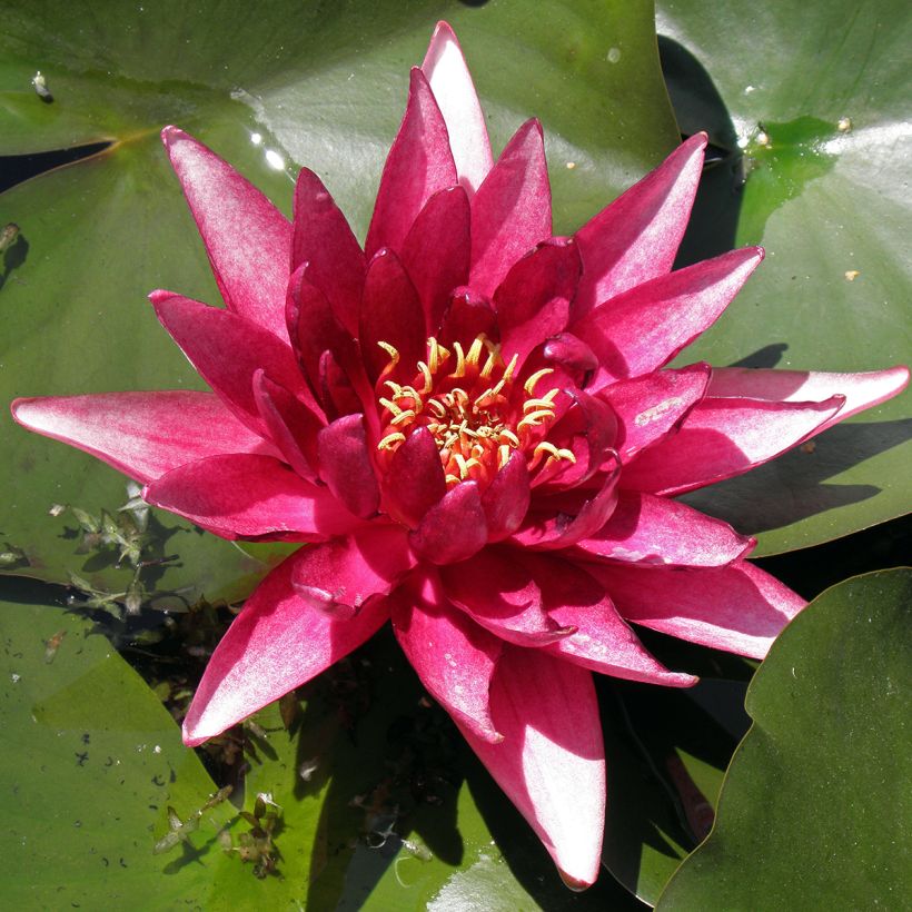 Lumme Perry's Red Glow (Lehvistö)