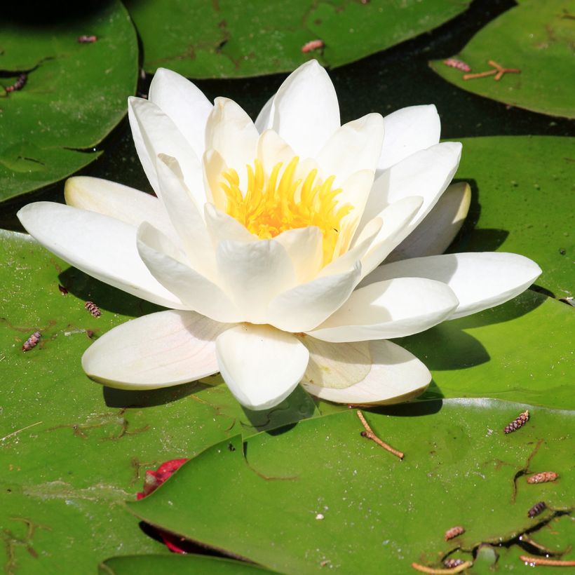 Lumme Pygmaea Alba (Kukinta)