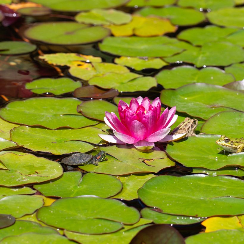 Lumme Pygmea Rubra (Red Pygmy) (Kukinta)