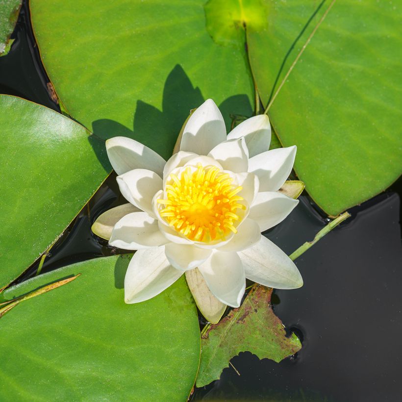 Lumme White Sultan (Kukinta)