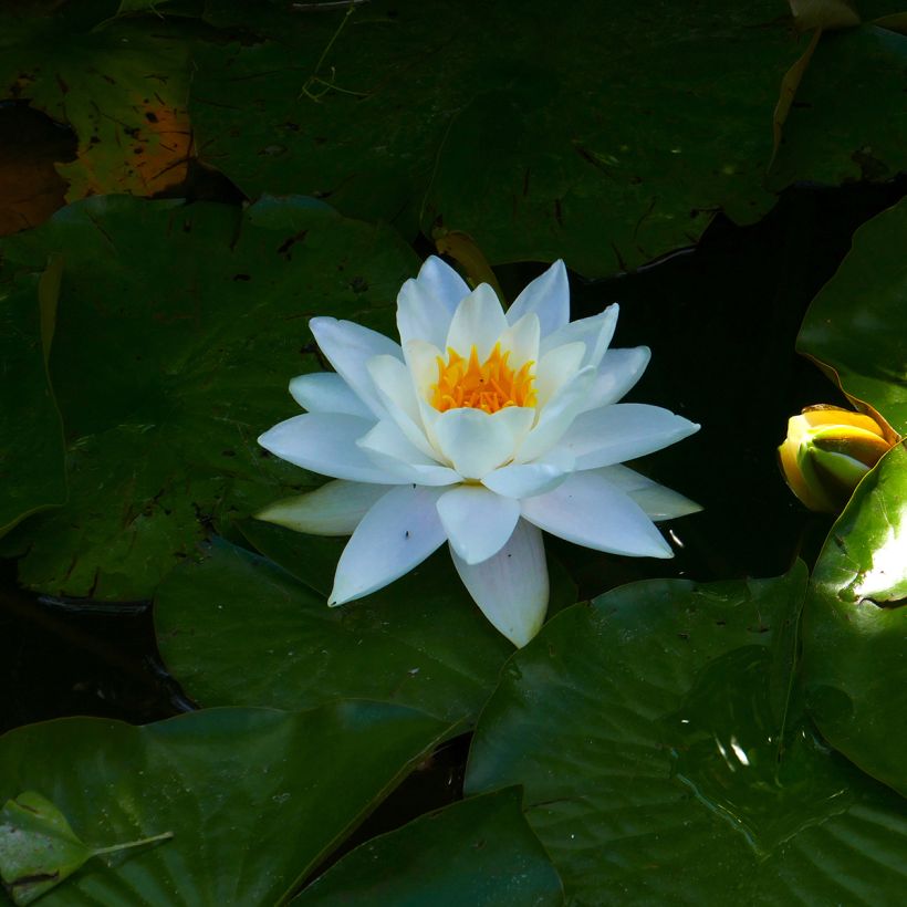 Lumme Odorata Alba (Kukinta)