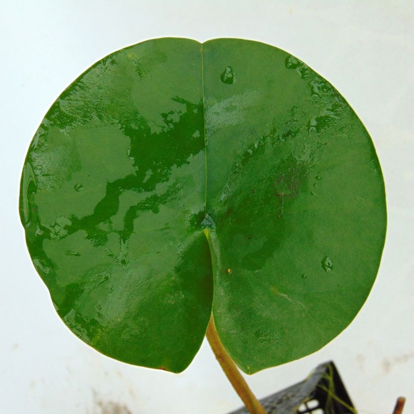 Suomenlumme - Nymphaea tetragona (Lehvistö)