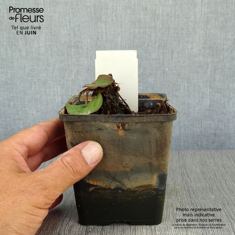 Esimerkki kesällä toimitetusta Suomenlumme - Nymphaea tetragona Pot de 1L/1,5L-taimesta