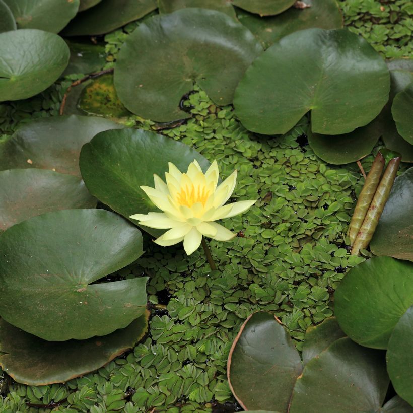 Lumme Pygmea Helvola (Kukinta)