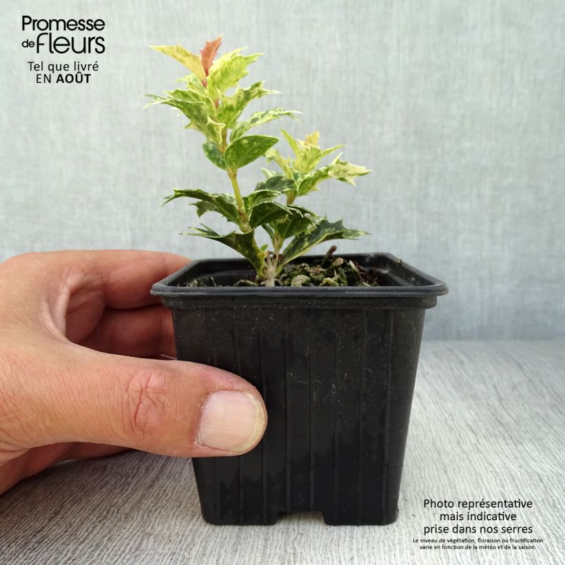 Esimerkki kesällä toimitetusta Osmanthus heterophyllus Tricolor Taimiruukku 8/9 cm-taimesta