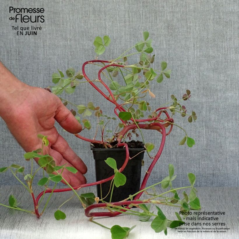 Esimerkki kesällä toimitetusta Mukulakäenkaali - Oxalis tuberosa 8/9 cm taimiruukku-taimesta