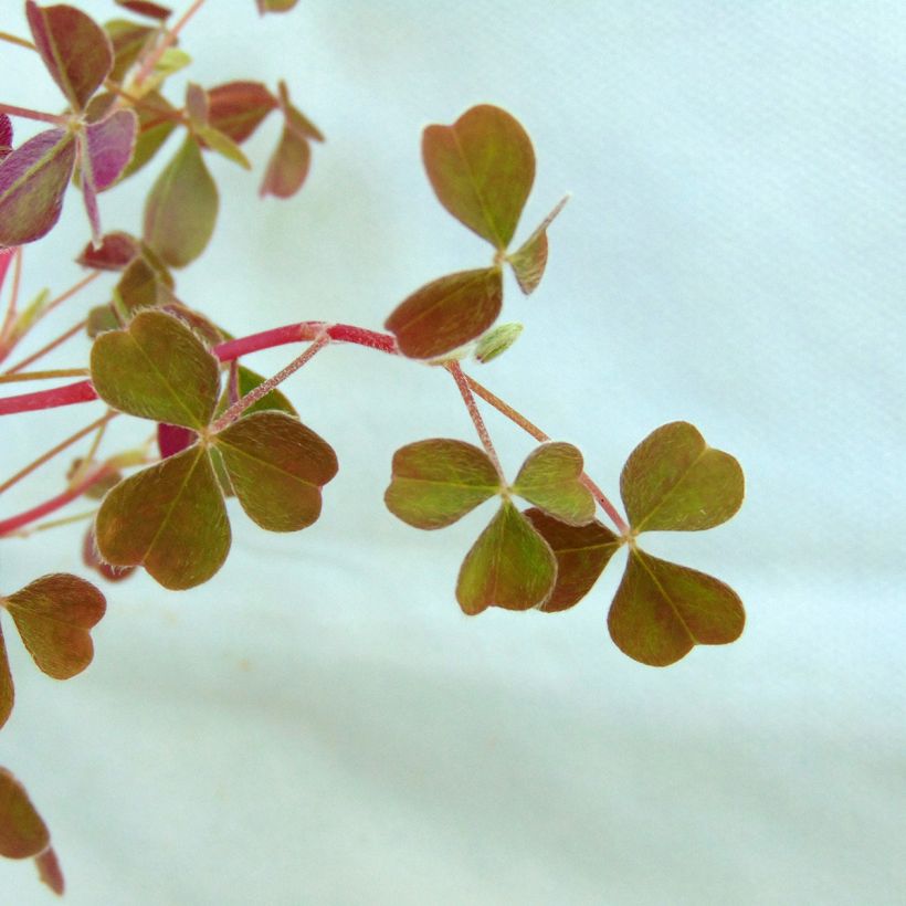 Mukulakäenkaali - Oxalis tuberosa (Lehvistö)