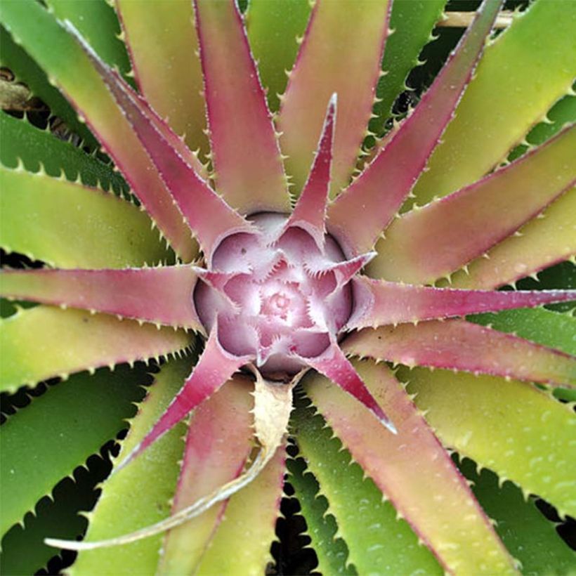 Ochagavia carnea (Lehvistö)