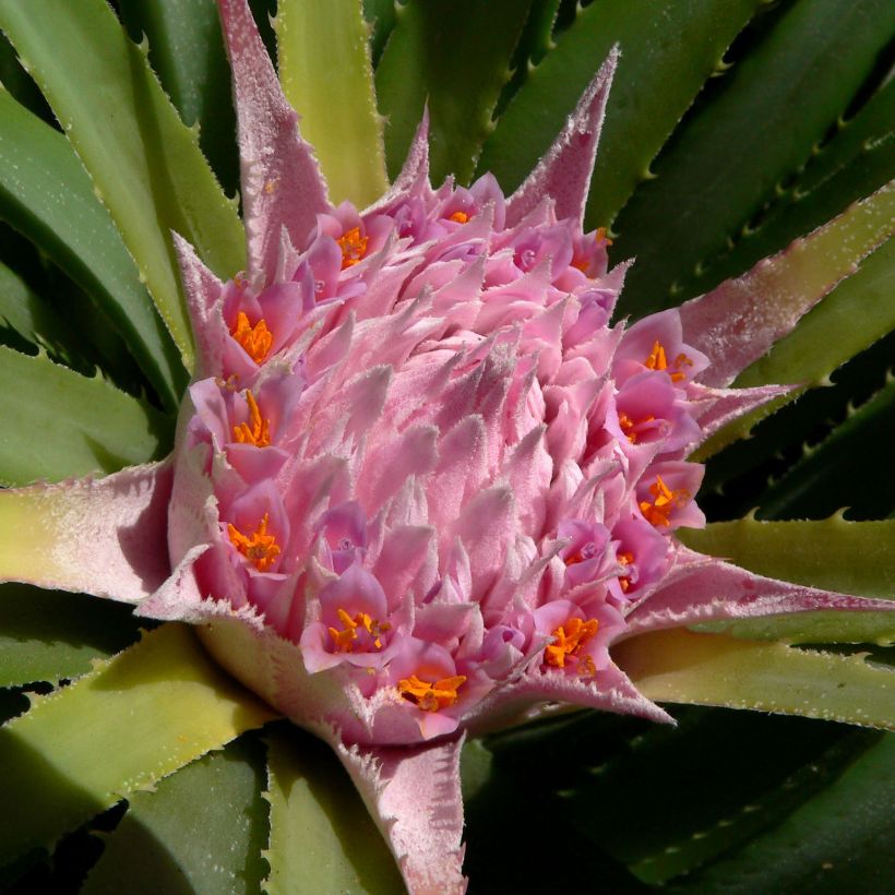 Ochagavia carnea (Kukinta)