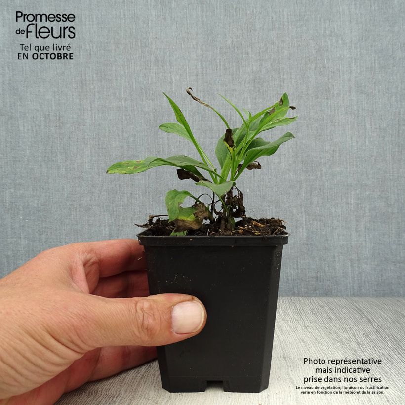 Esimerkki syksyllä toimitetusta Elokuunasteri Dr Otto Petschek 8/9 cm taimiruukku-taimesta