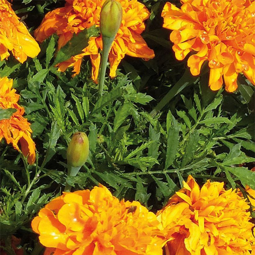 Ryhmäsamettikukka Bonanza Orange (Lehvistö)