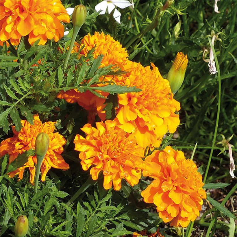 Ryhmäsamettikukka Bonanza Orange (Kukinta)