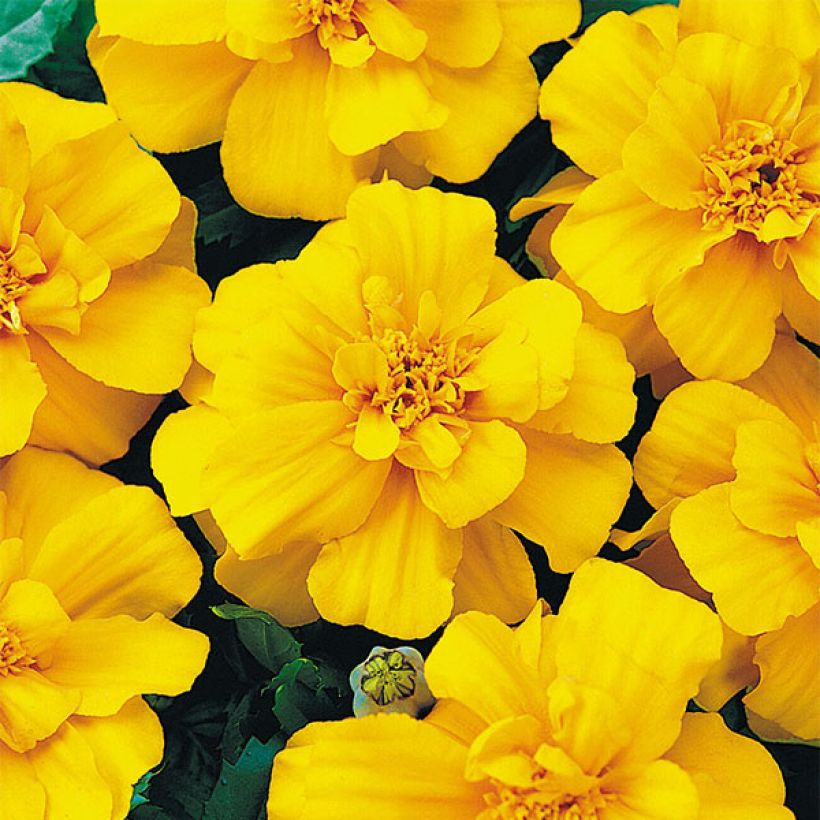 Ryhmäsamettikukka Durango Yellow (Kukinta)