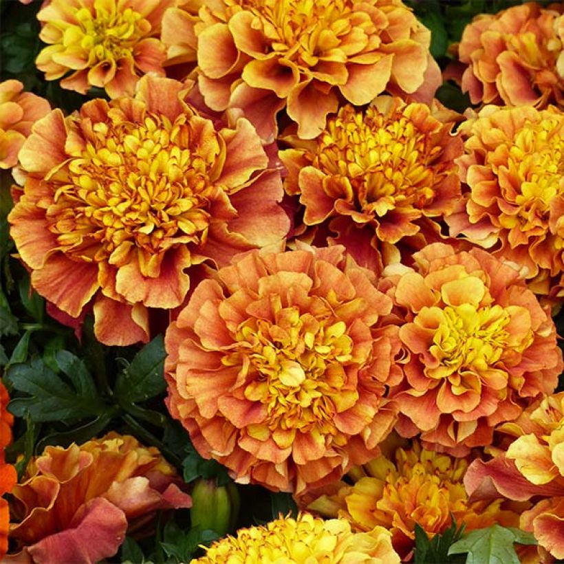 Ryhmäsamettikukka Strawberry Blonde (Kukinta)
