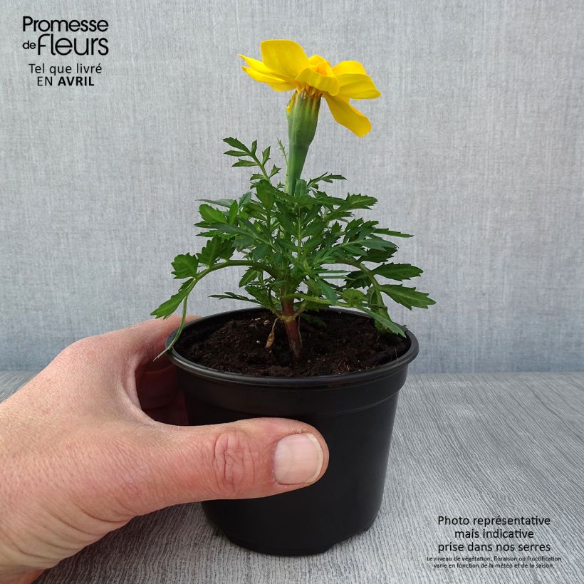 Esimerkki keväällä toimitetusta Ryhmäsamettikukka Durango Yellow Taimiruukku 8/9 cm-taimesta