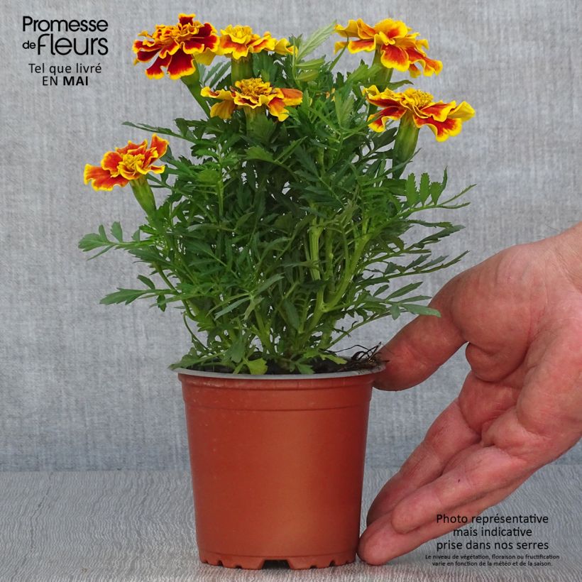Esimerkki keväällä toimitetusta Ryhmäsamettikukka Queen Yellow Fire Pot de 10 cm/11cm-taimesta