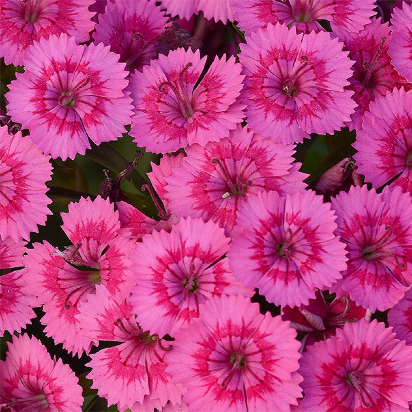 Harjaneilikka Jolt Pink (Kukinta)