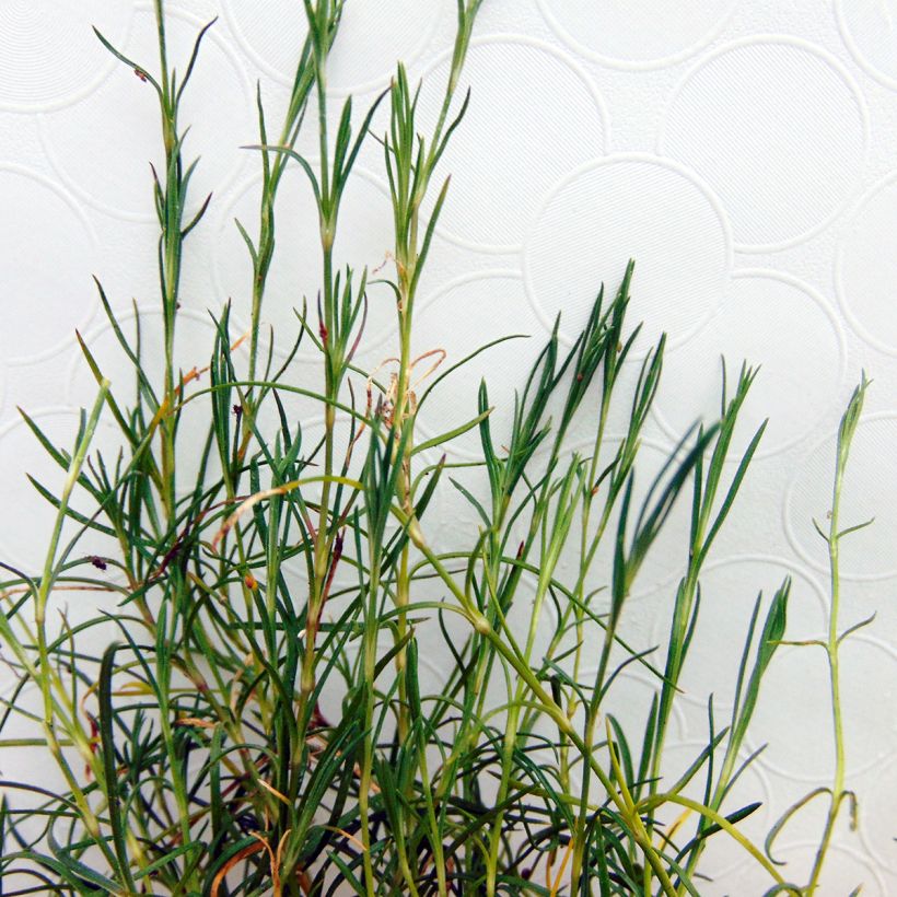 Kalliokehtoneilikka - Petrorhagia saxifraga (Lehvistö)