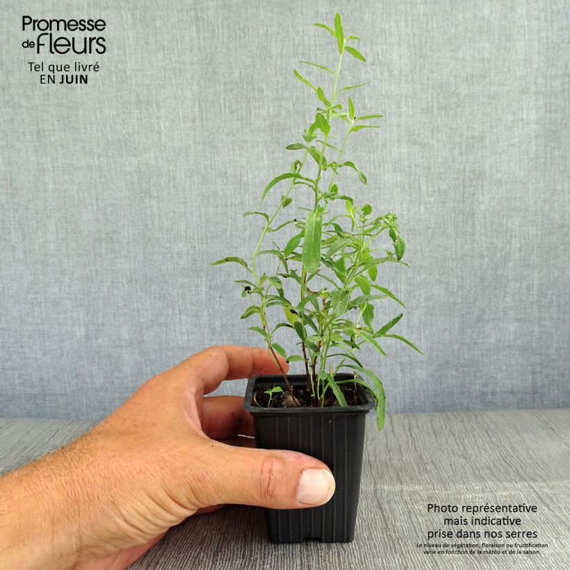 Esimerkki kesällä toimitetusta Komeahelokki - Oenothera speciosa Taimiruukku 7/8 cm-taimesta