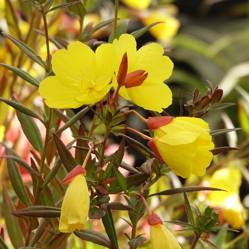 Kultahelokki Sonnenwende (Kukinta)