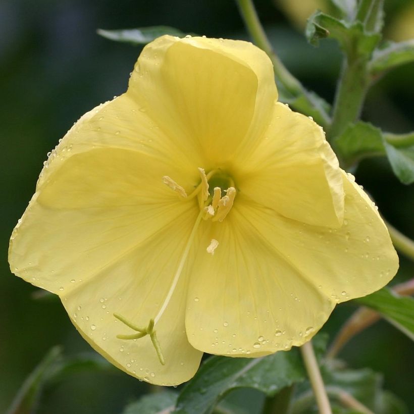 Jättihelokki - Oenothera glazioviana (Kukinta)