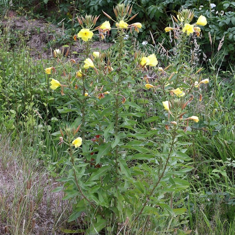 Jättihelokki - Oenothera glazioviana (Kasvutapa)