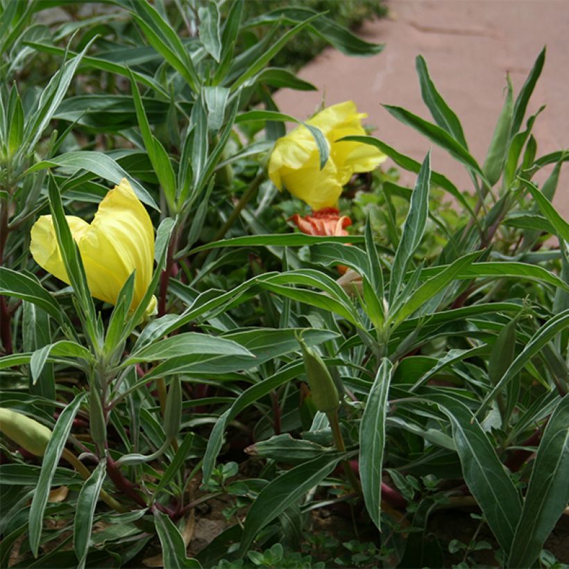Isohelokki - Oenothera missouriensis (Lehvistö)
