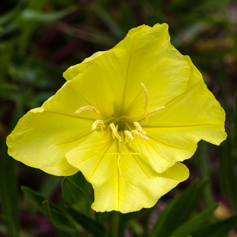Isohelokki - Oenothera missouriensis (Kukinta)