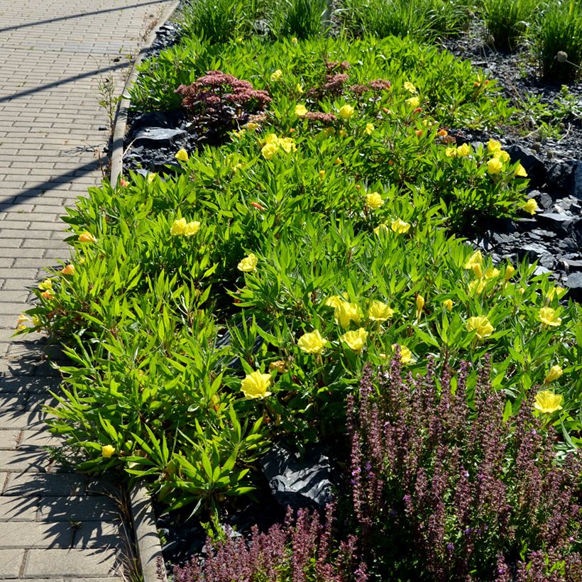 Isohelokki - Oenothera missouriensis (Kasvutapa)