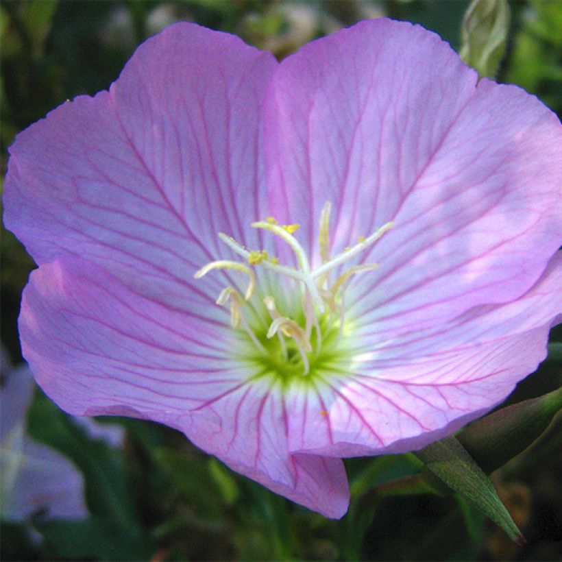 Komeahelokki - Oenothera speciosa (Kukinta)