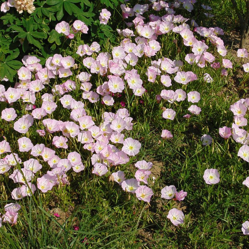 Komeahelokki - Oenothera speciosa (Kasvutapa)