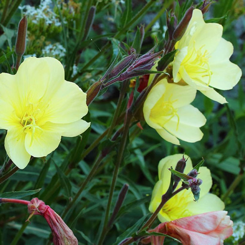 Tankihelokki Sulphurea (Kukinta)