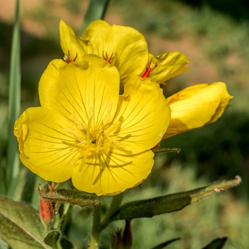 Kultahelokki - Oenothera tetragona (Kukinta)