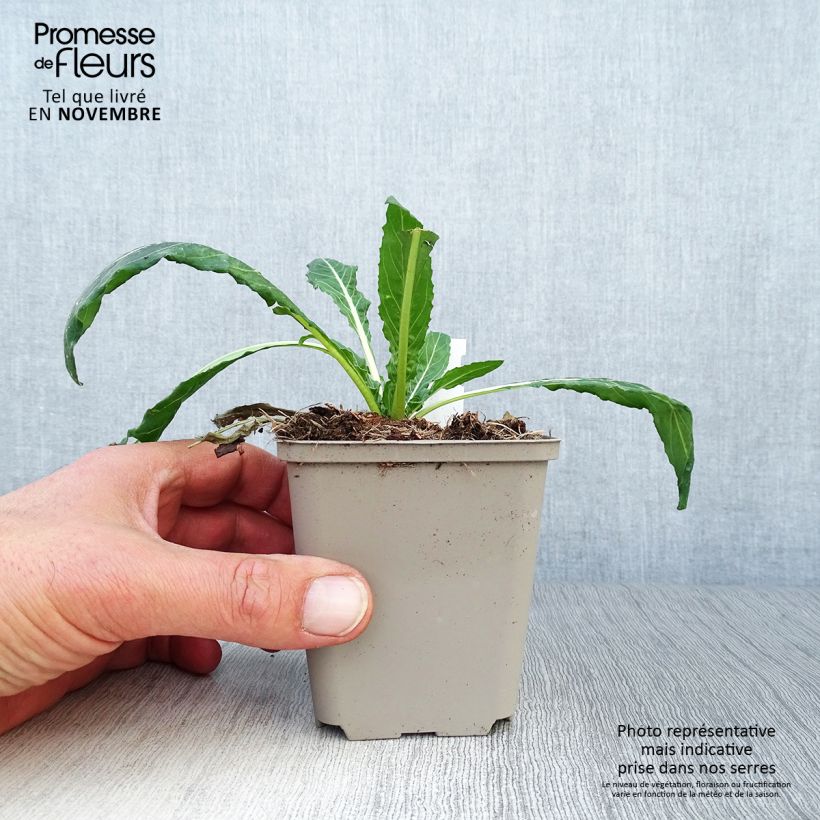 Esimerkki syksyllä toimitetusta Liekkihelokki - Oenothera versicolor 8/9 cm taimiruukku-taimesta