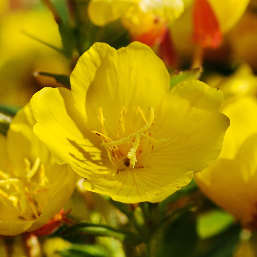 Kultahelokki Pénélope Hobhouse (Flowering)