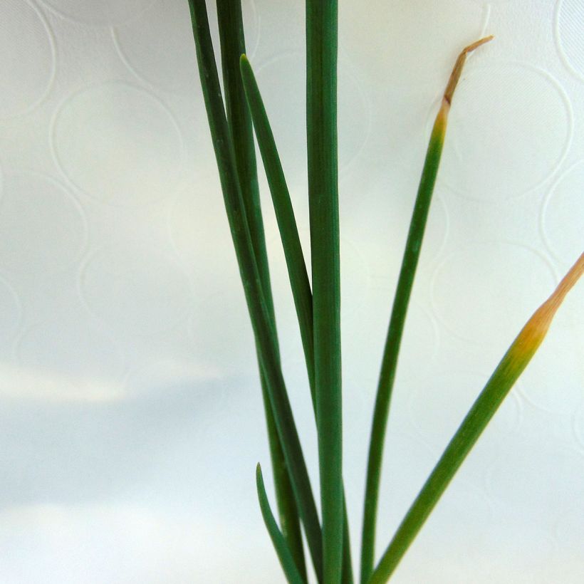 Ilmasipuli - Allium x proliferum (Lehvistö)