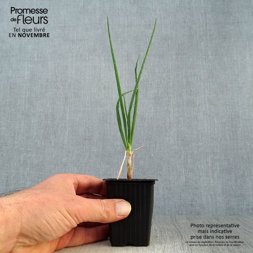 Esimerkki syksyllä toimitetusta Oignon rocambole - Allium cepa proliferum - Oignon d'Egypte Godet de 7/8 cm-taimesta