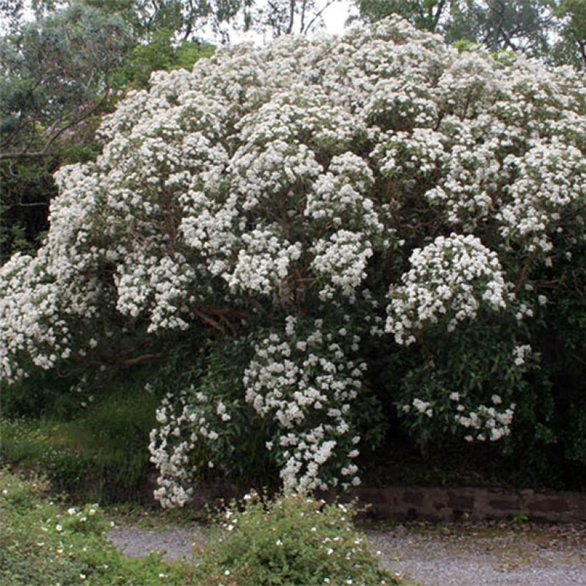 Puuasteri Major (Kukinta)