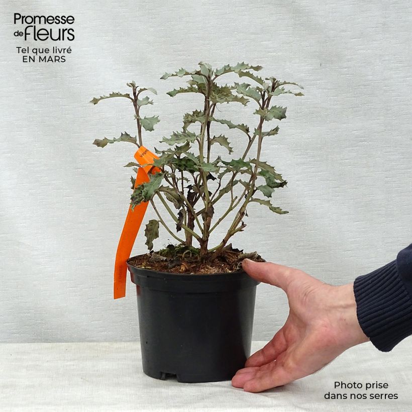 Esimerkki keväällä toimitetusta Puuasteri Major Pot de 2L/3L-taimesta