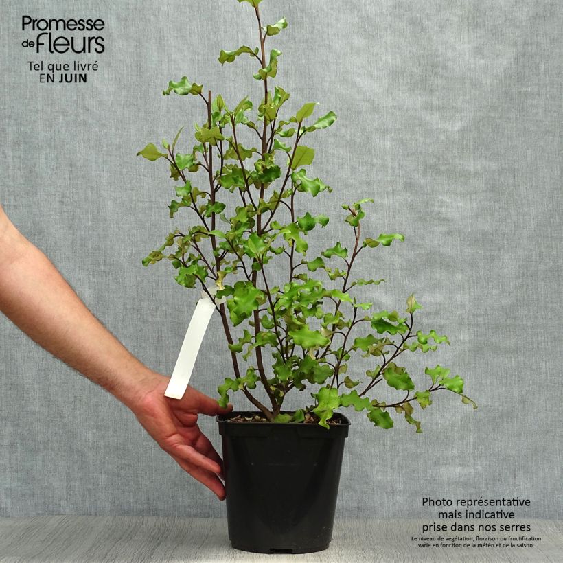 Esimerkki kesällä toimitetusta Puuasteri - Olearia paniculata Pot de 4L/5L-taimesta