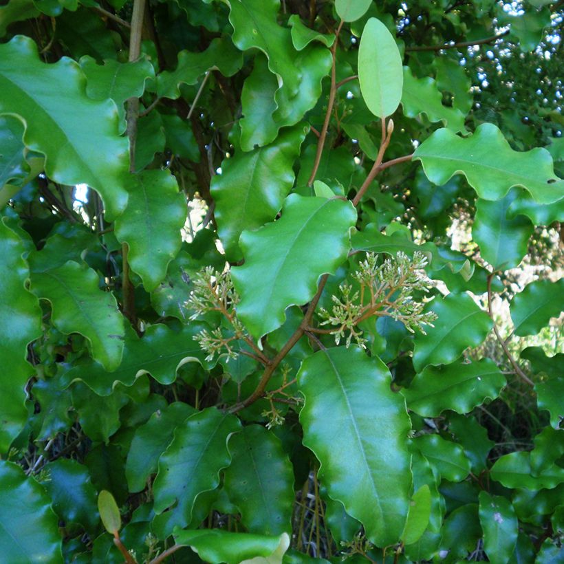 Puuasteri - Olearia paniculata (Lehvistö)