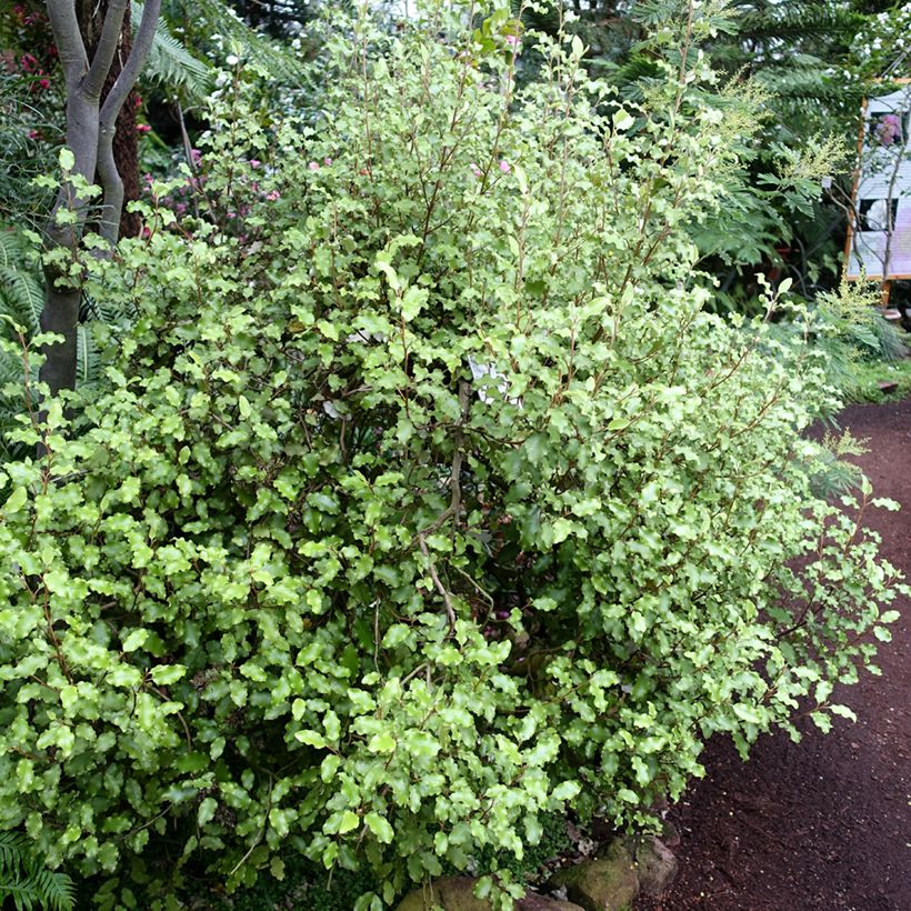 Puuasteri - Olearia paniculata (Kasvutapa)