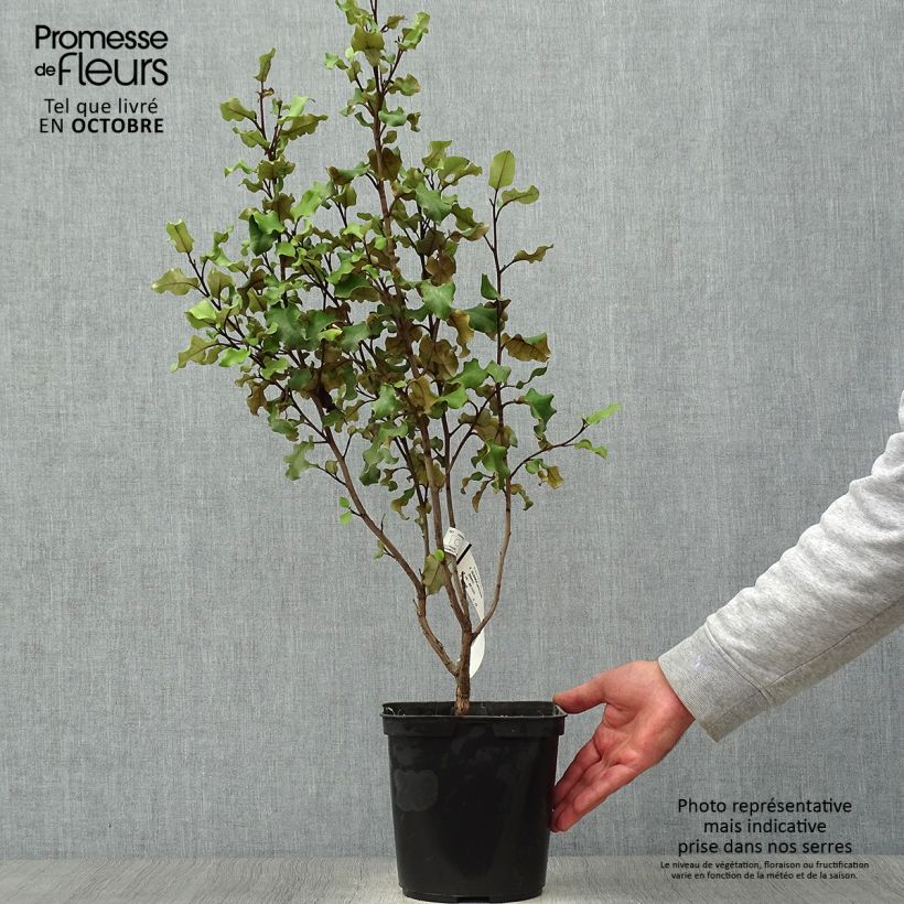 Esimerkki syksyllä toimitetusta Puuasteri - Olearia paniculata 4 litran/5 litran ruukku-taimesta