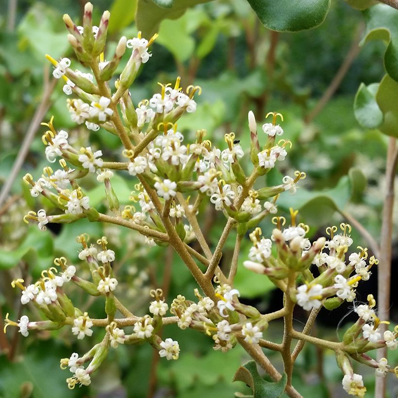Puuasteri - Olearia paniculata (Kukinta)
