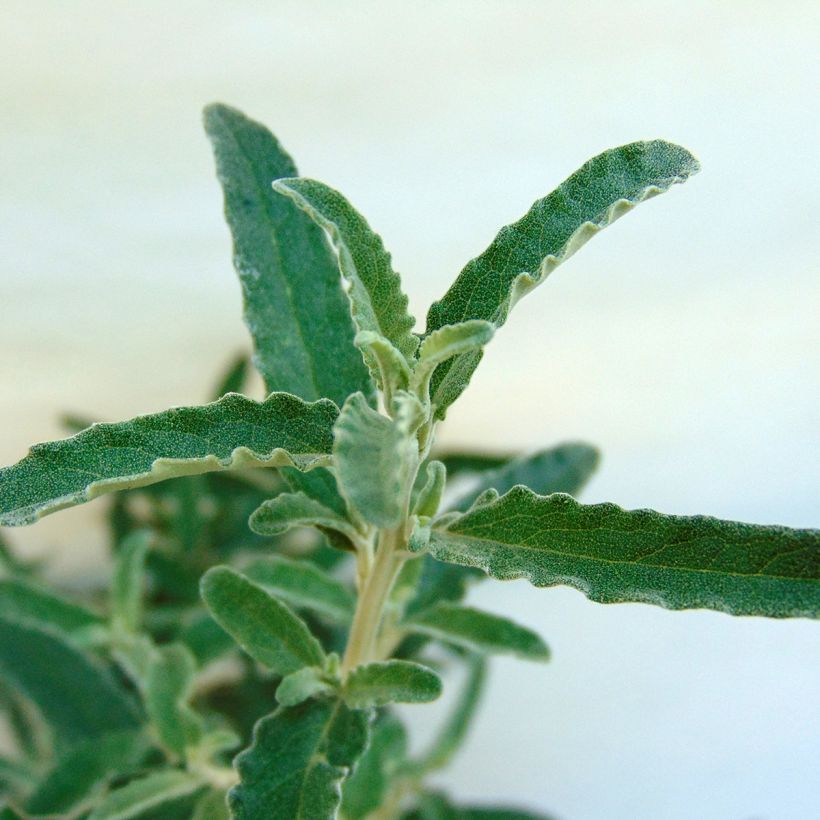 Puuasteri - Olearia x scilloniensis (Lehvistö)